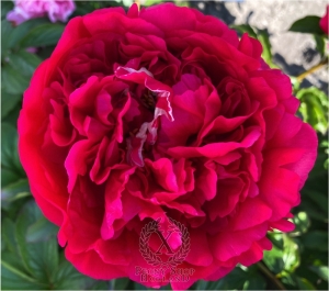 Thumbnail of Peony Centurion®, image 3 of 6