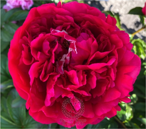 Peony Centurion®, image 3 of 6