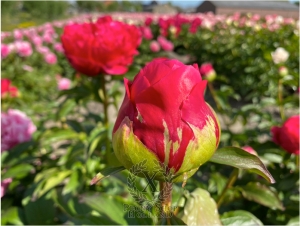 Thumbnail of Peony Centurion®, image 4 of 6