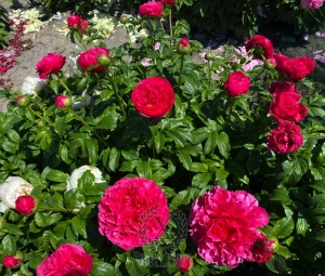 Thumbnail of Peony Centurion®, image 6 of 6