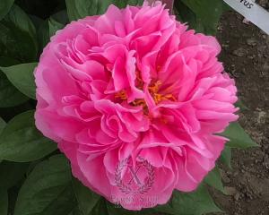 Thumbnail of Peony Cerberus, image 1 of 2