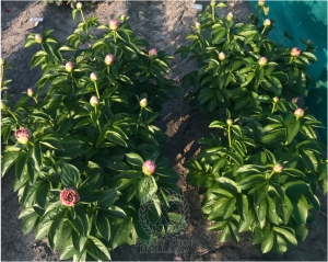 Thumbnail of Peony Cerberus, image 2 of 2