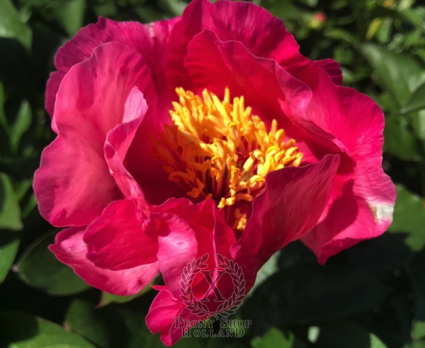 Peony Ceryneian Hind