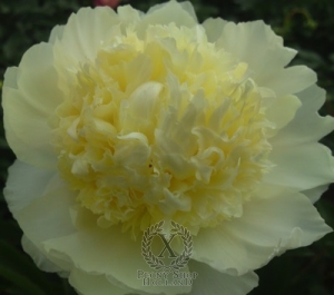 Thumbnail of Peony Charlie's White, image 1 of 1