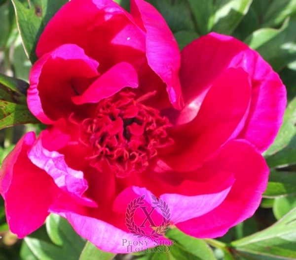 Peony Cherry Flash