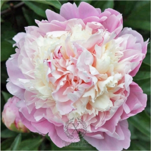 Thumbnail of Peony Chestine Gowdy, image 1 of 1