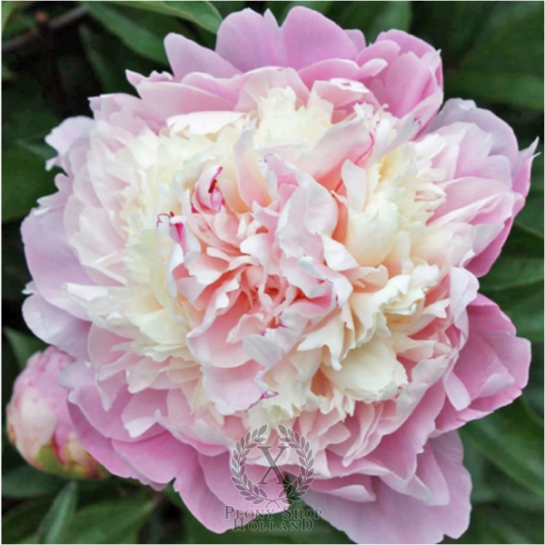 Peony Chestine Gowdy