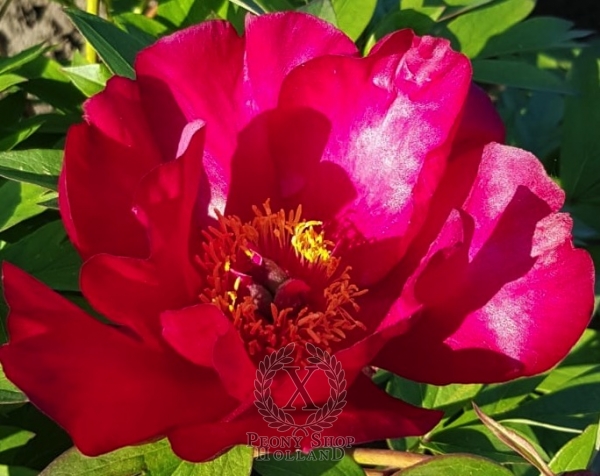 Peony Chief Black Hawk