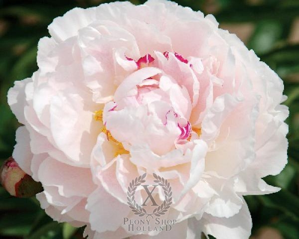 Peony Chinook