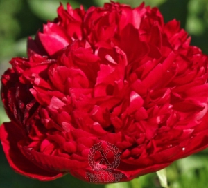 Thumbnail of Peony Christmas Velvet, image 1 of 1