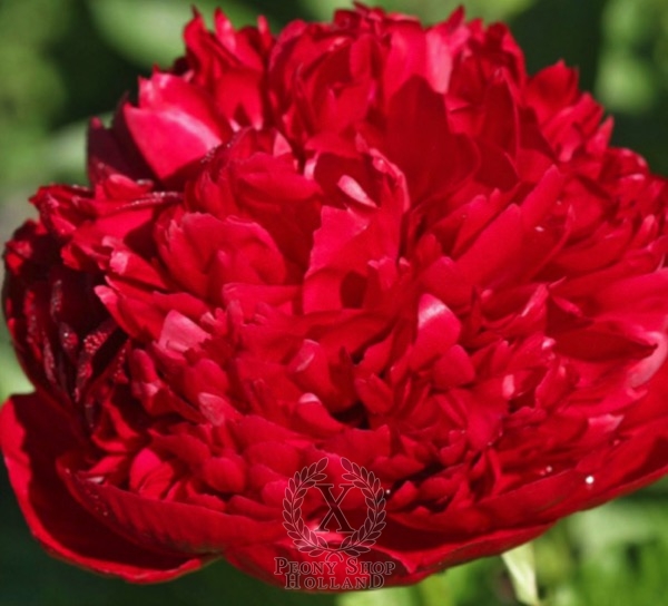 Peony Christmas Velvet