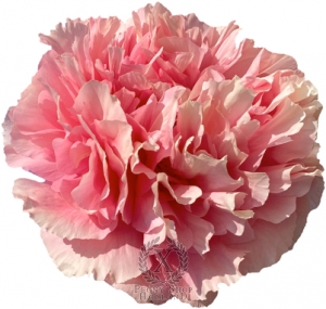 Thumbnail of Peony Clash of the Titans®, image 1 of 3