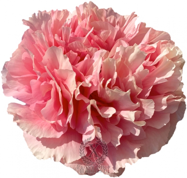 Peony Clash of the Titans®