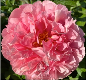 Thumbnail of Peony Clash of the Titans®, image 2 of 3