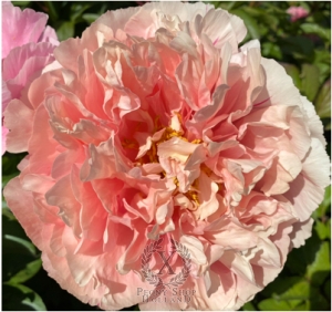 Thumbnail of Peony Clash of the Titans®, image 3 of 3