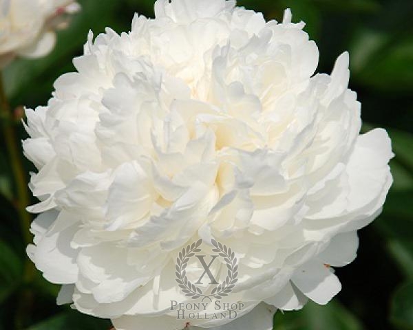 Peony Class Act