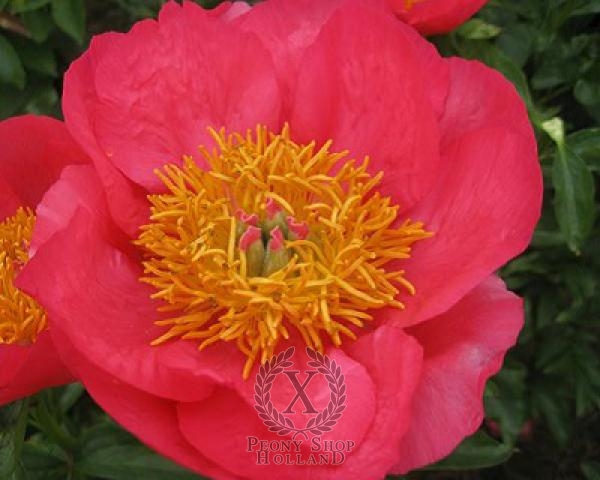 Peony Claudia