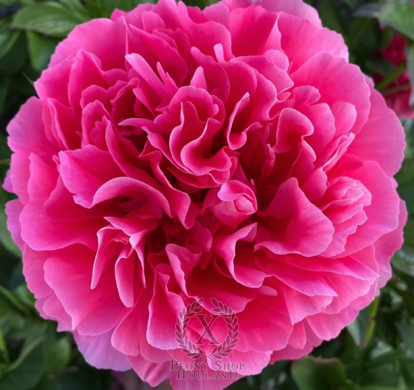 Peony Claudius®