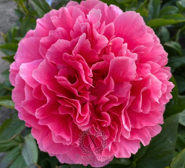 Peony Claudius®, image 2 of 8