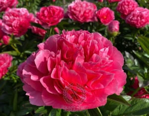 Thumbnail of Peony Claudius®, image 3 of 8