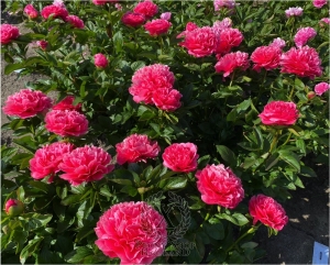 Thumbnail of Peony Claudius®, image 4 of 8