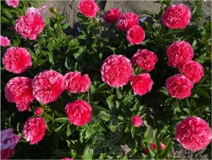 Thumbnail of Peony Claudius®, image 5 of 8