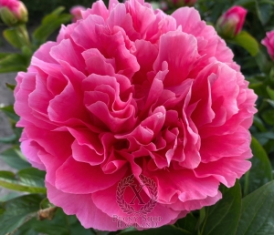 Thumbnail of Peony Claudius®, image 6 of 8