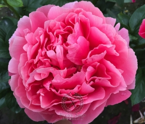 Thumbnail of Peony Claudius®, image 7 of 8