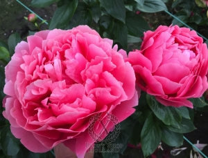 Thumbnail of Peony Claudius®, image 8 of 8