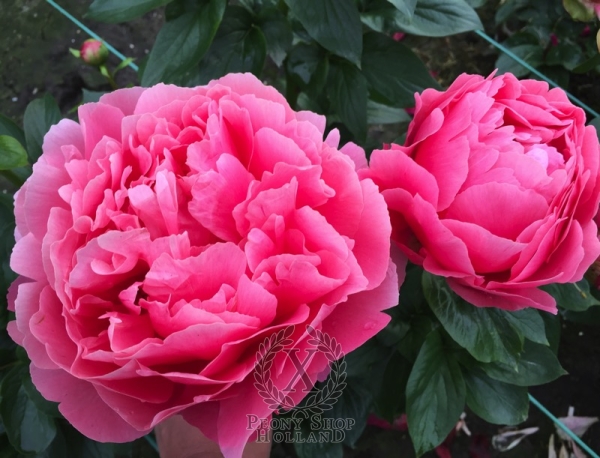 Peony Claudius®, image 8 of 8