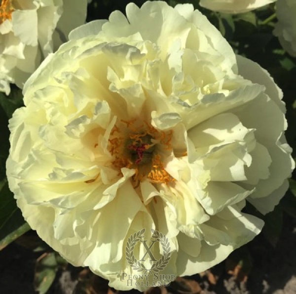 Peony Cleopatra's Kiss, image 1 of 3