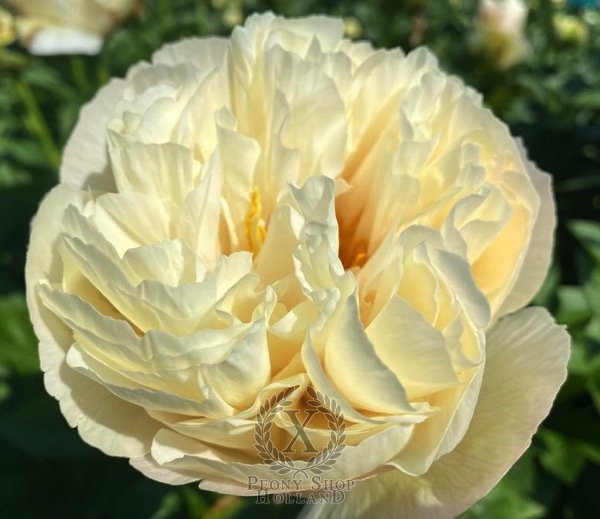 Peony Cleopatra's Kiss, image 2 of 3