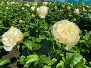 Thumbnail of Peony Cleopatra's Kiss, image 3 of 3