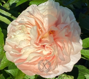 Thumbnail of Peony Clouds of Olympus®, image 1 of 2
