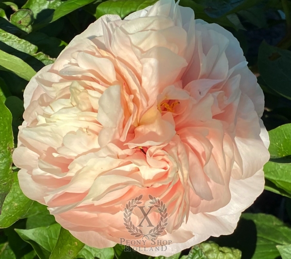 Peony Clouds of Olympus®