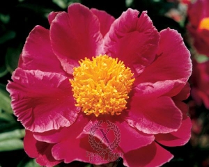 Thumbnail of Peony Clown, image 1 of 1