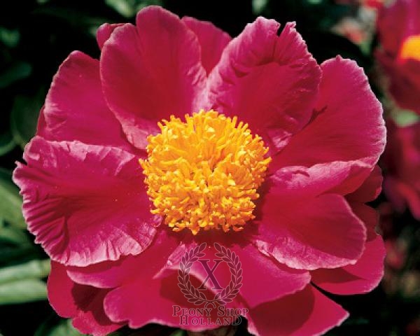 Peony Clown, image 1 of 1