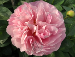 Thumbnail of Peony Cologne, image 2 of 5