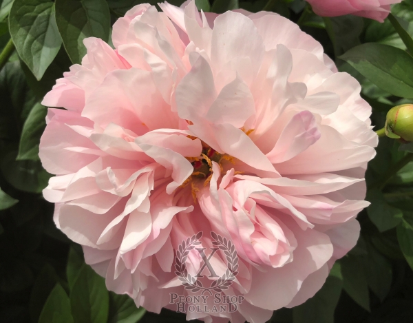 Peony Cologne, image 3 of 5