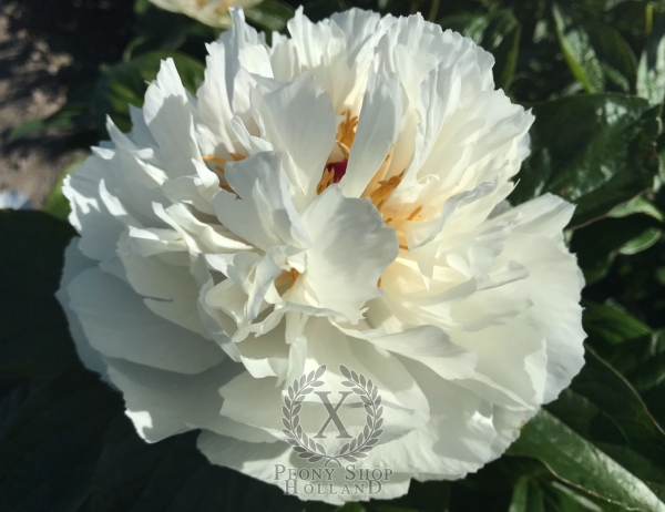 Peony Colosseum®