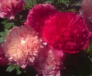 Thumbnail of Peony Command Performance, image 2 of 6