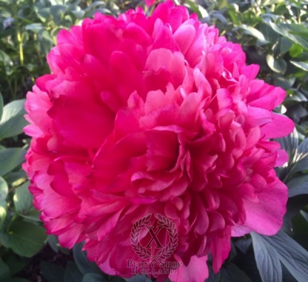 Peony Command Performance, image 4 of 6