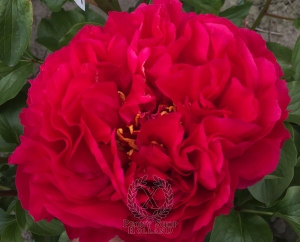 Thumbnail of Peony Commodus, image 1 of 4