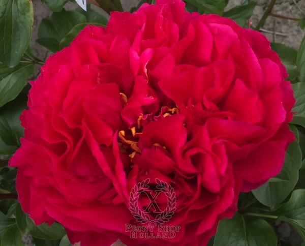 Peony Commodus, image 1 of 4