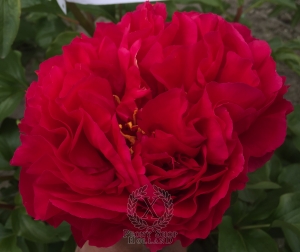 Thumbnail of Peony Commodus, image 2 of 4