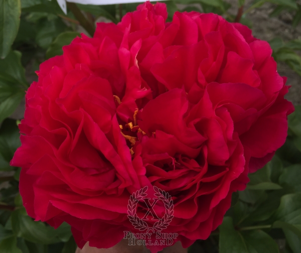 Peony Commodus, image 2 of 4