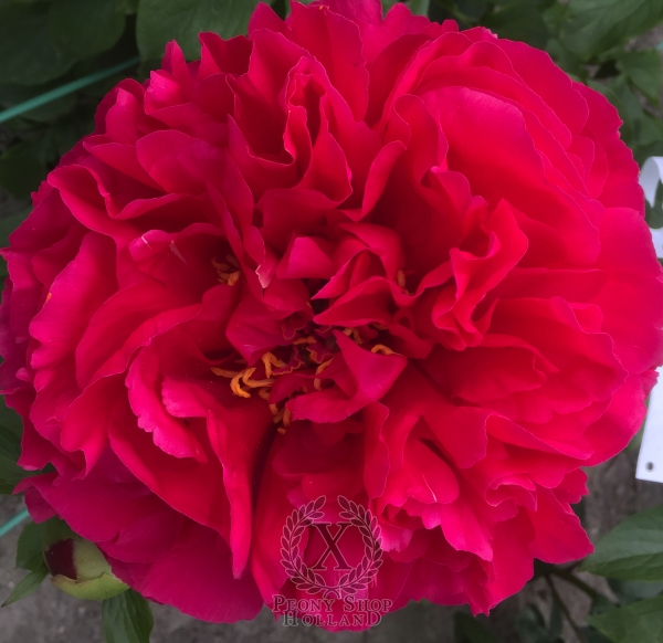 Peony Commodus, image 3 of 4