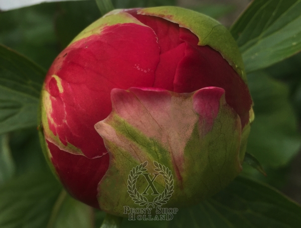 Peony Commodus, image 4 of 4