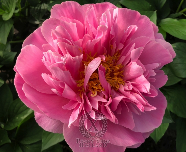 Peony Compressore