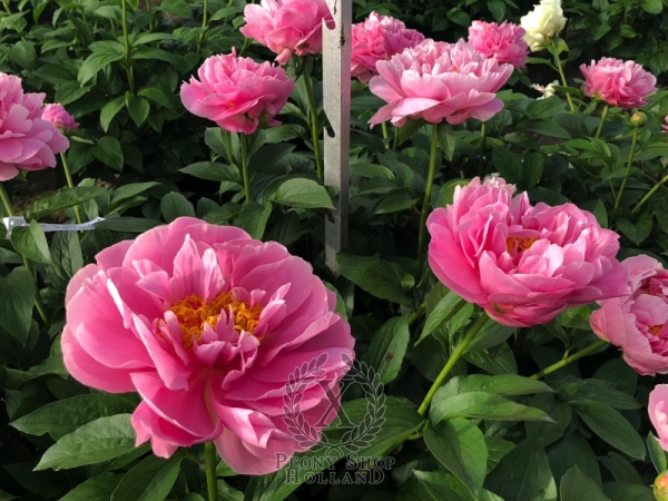 Peony Compressore, image 2 of 4